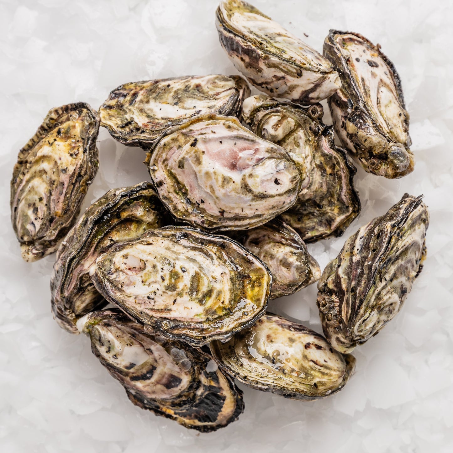 
                  
                    Oysters Live - Dozen
                  
                