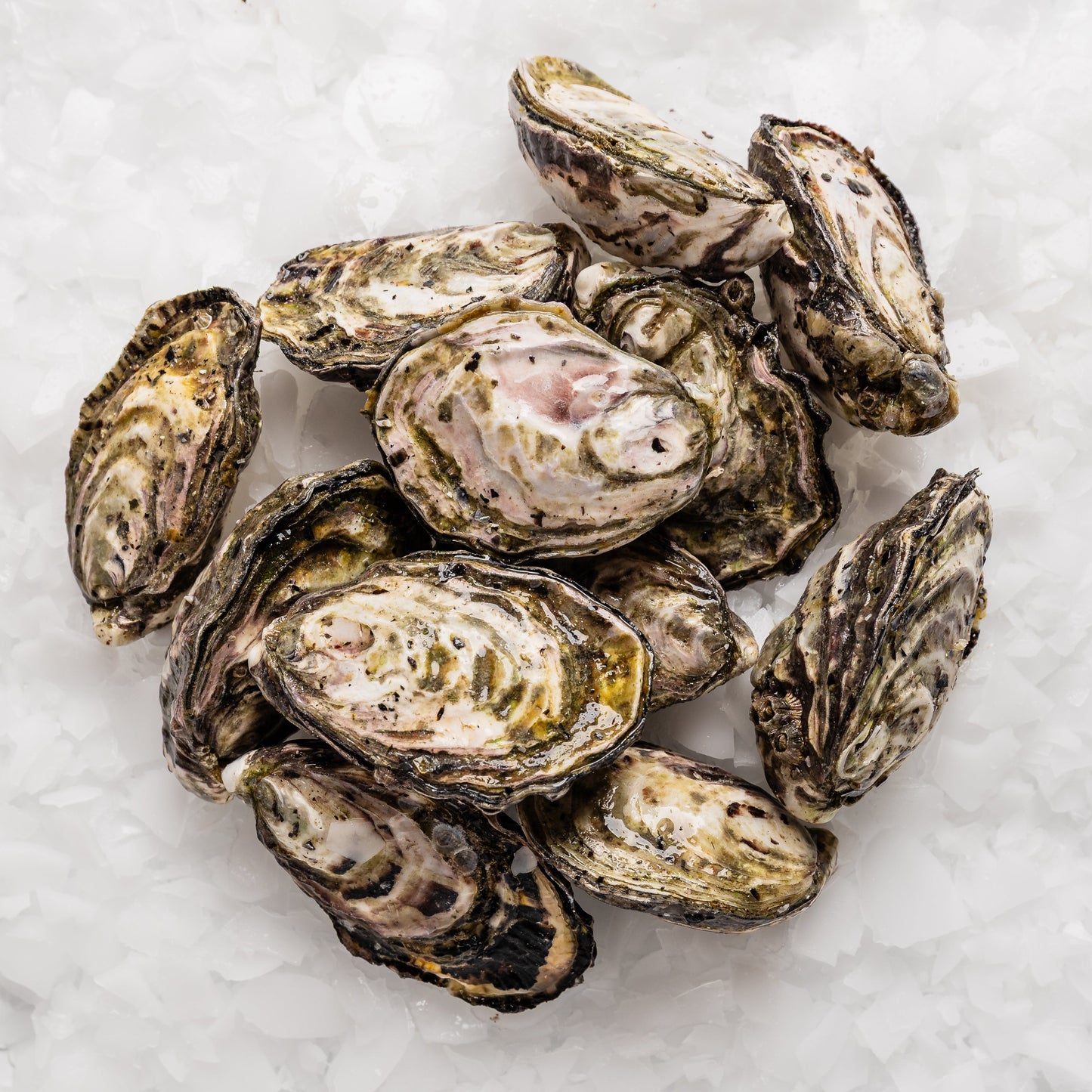 
                  
                    Oysters Live - Dozen
                  
                