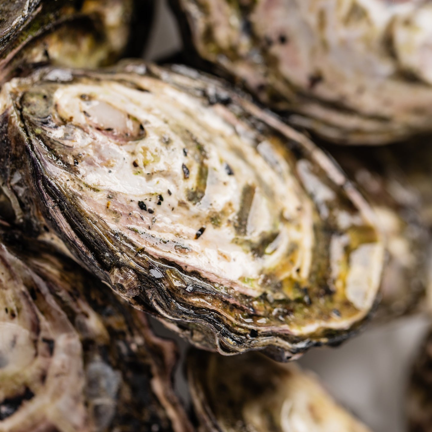 
                  
                    Oysters Live - Dozen
                  
                