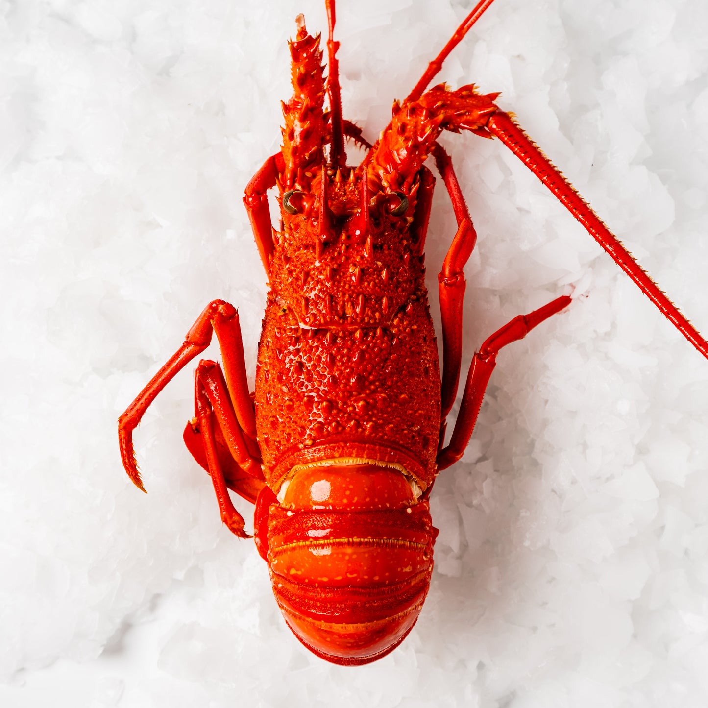
                  
                    WA Rock Lobster Cooked Each
                  
                