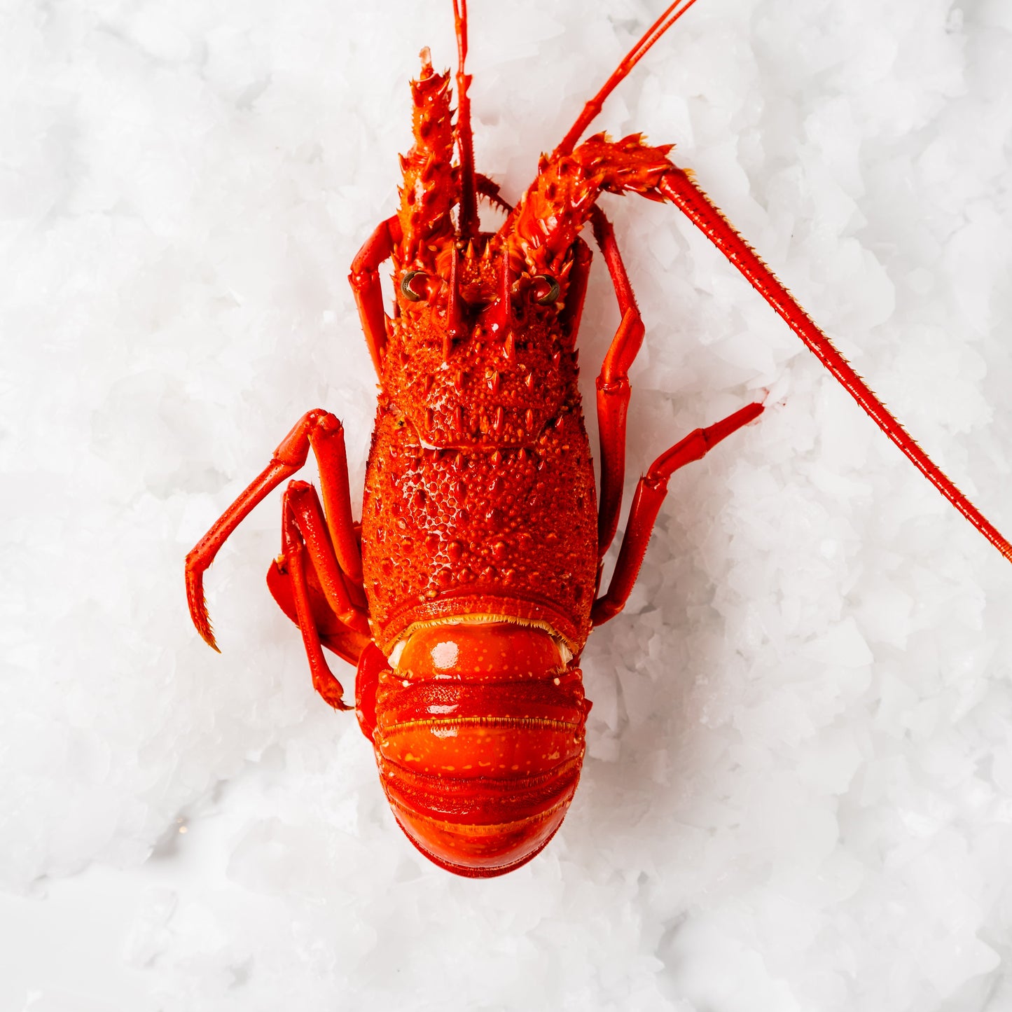 
                  
                    WA Rock Lobster Cooked Each
                  
                