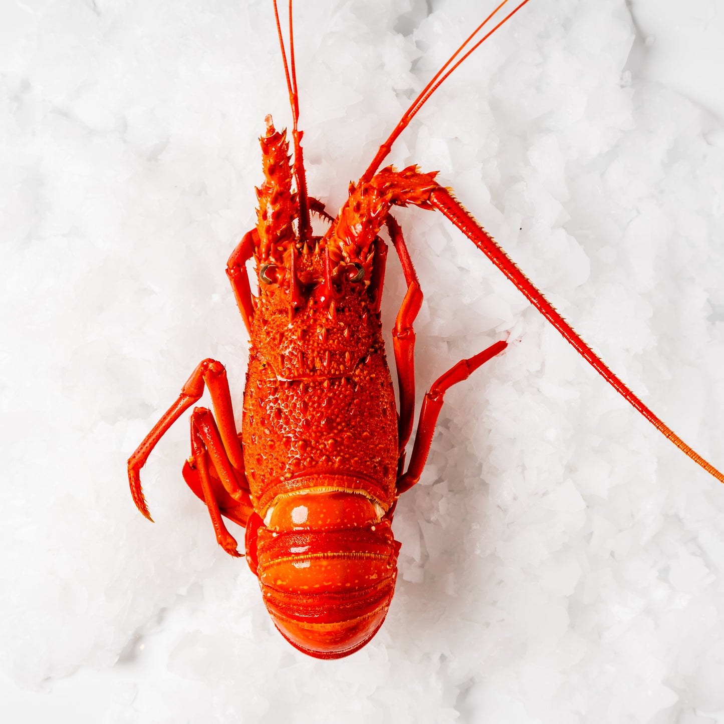 
                  
                    WA Rock Lobster Cooked Each
                  
                