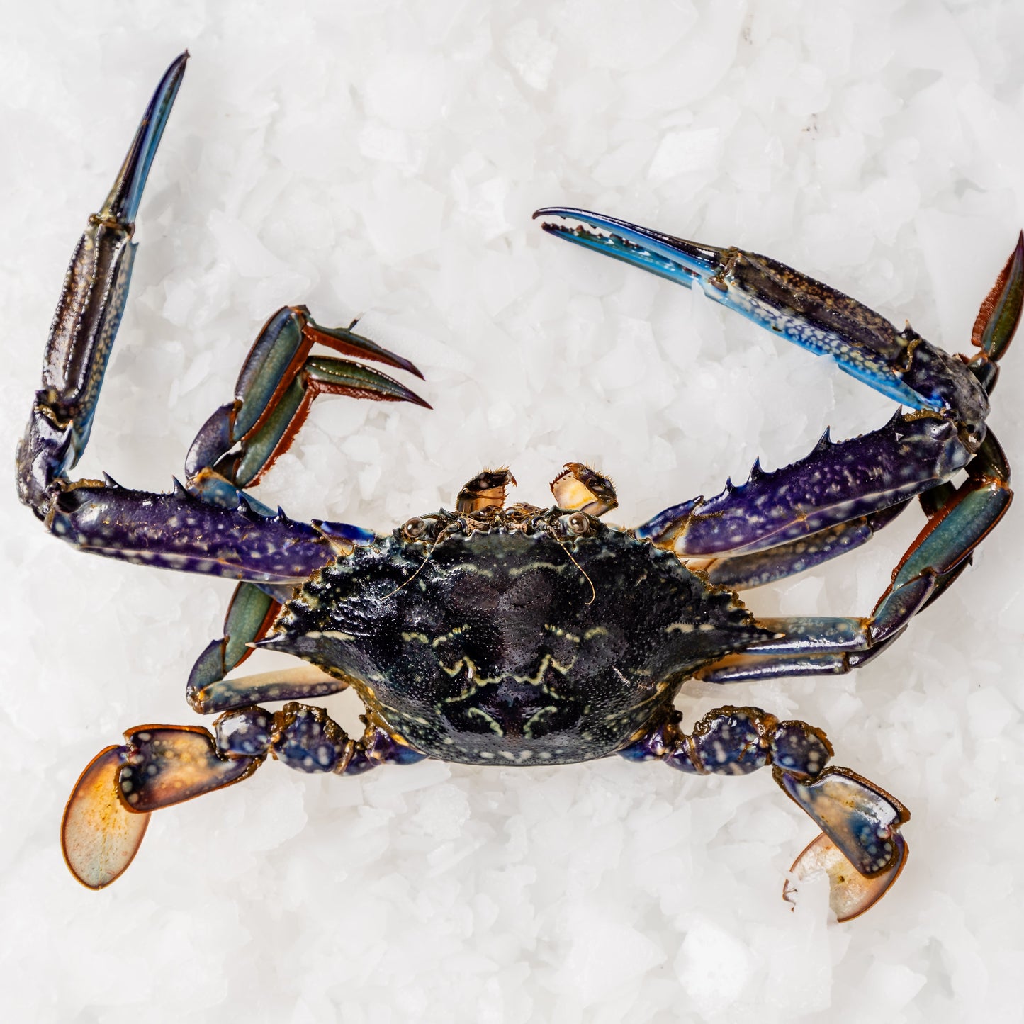 
                  
                    Blue Swimmer Crabs Mandurah
                  
                