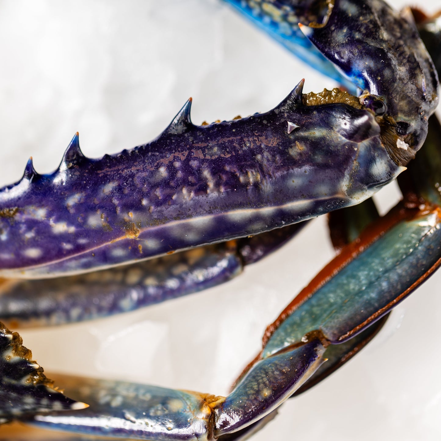 
                  
                    Blue Swimmer Crabs Mandurah
                  
                