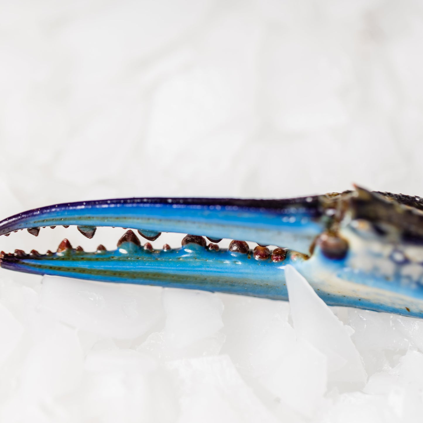 
                  
                    Blue Swimmer Crabs Mandurah
                  
                