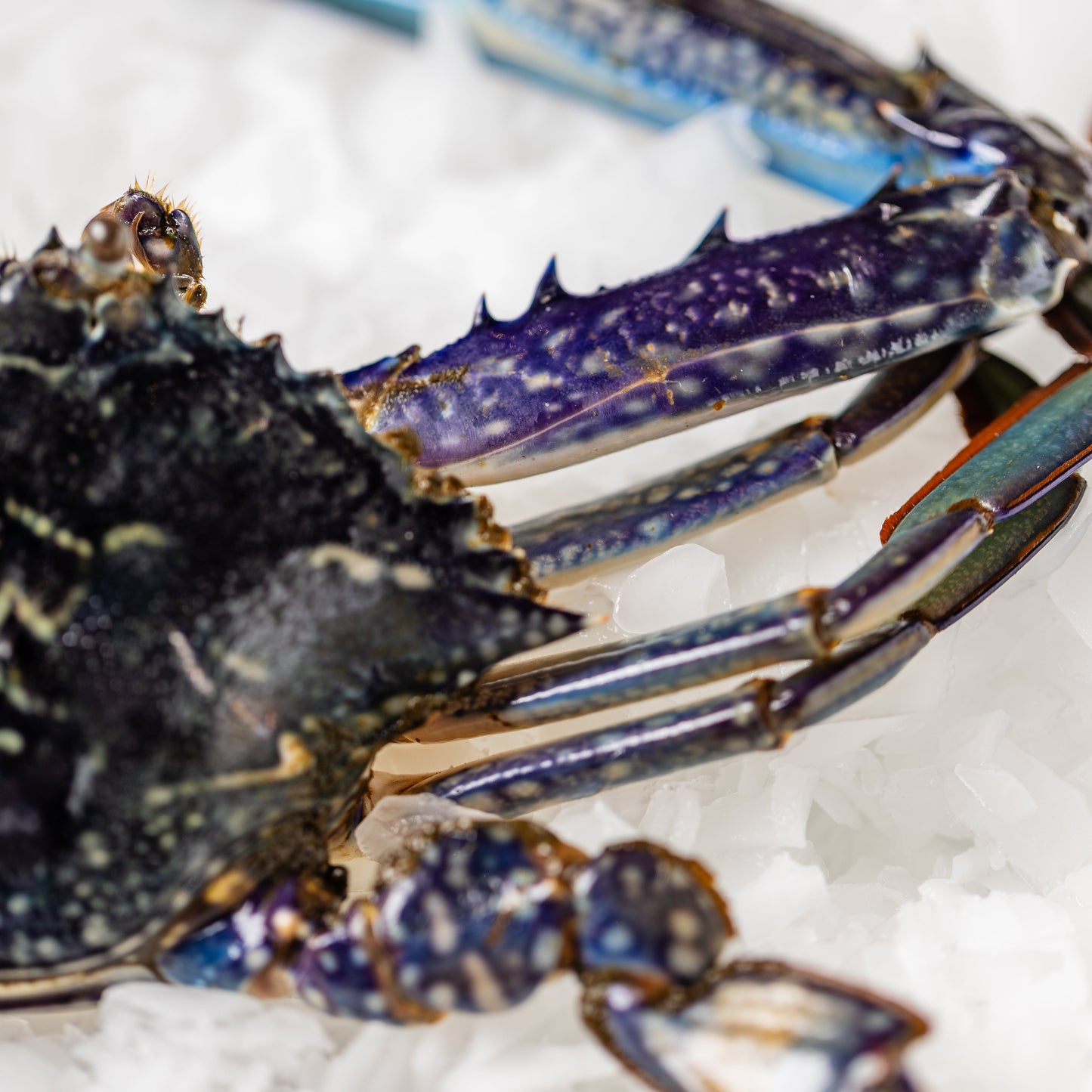 
                  
                    Blue Swimmer Crabs Mandurah
                  
                