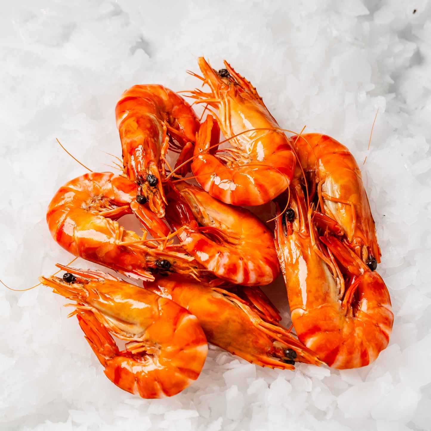 
                  
                    Tiger Prawn Cooked - 500g
                  
                