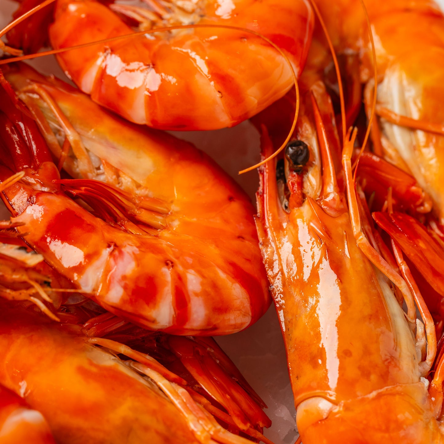 
                  
                    Tiger Prawn Cooked - 500g
                  
                
