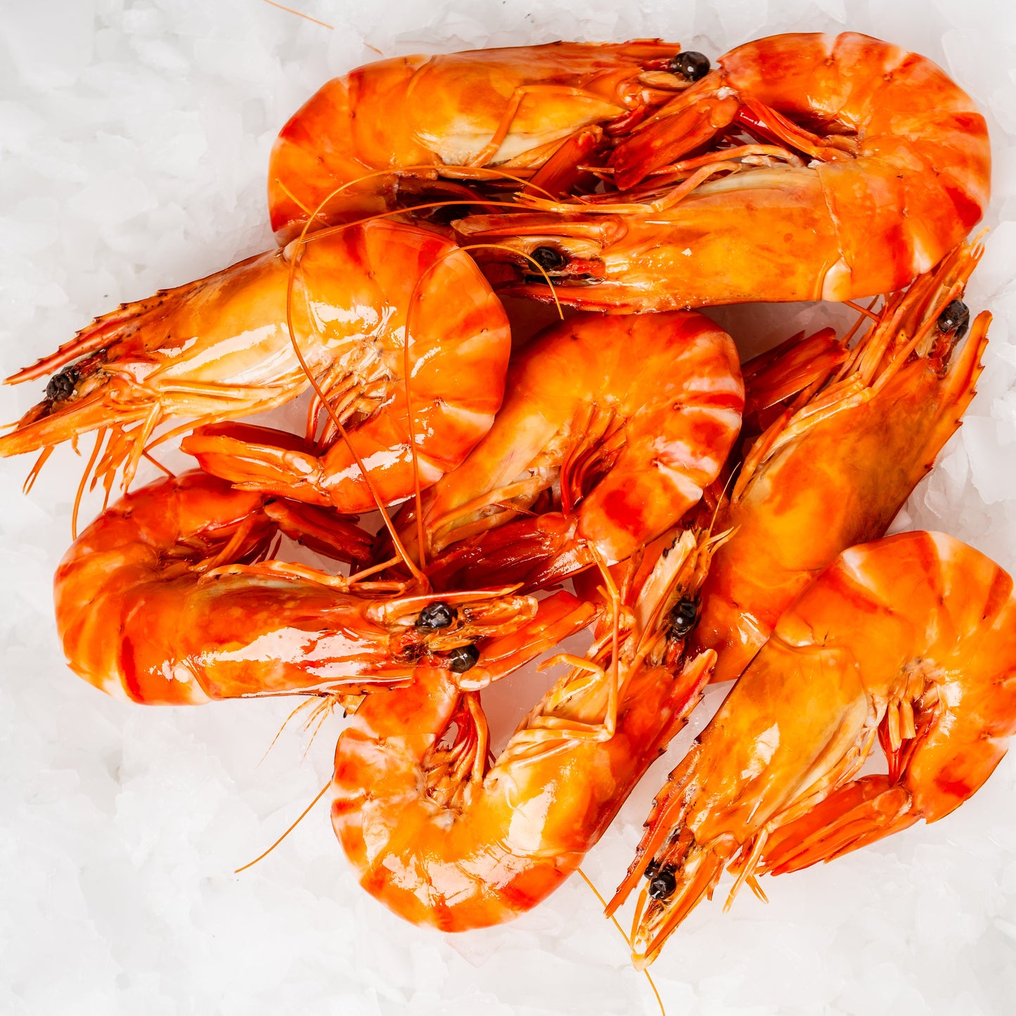 
                  
                    Tiger Prawn Cooked - 500g
                  
                