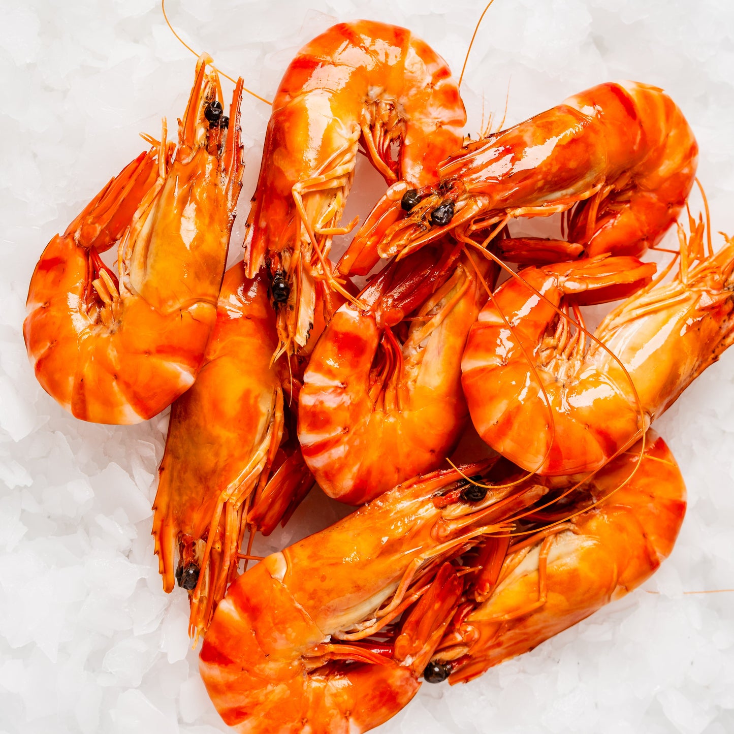 
                  
                    Tiger Prawn Cooked - 500g
                  
                