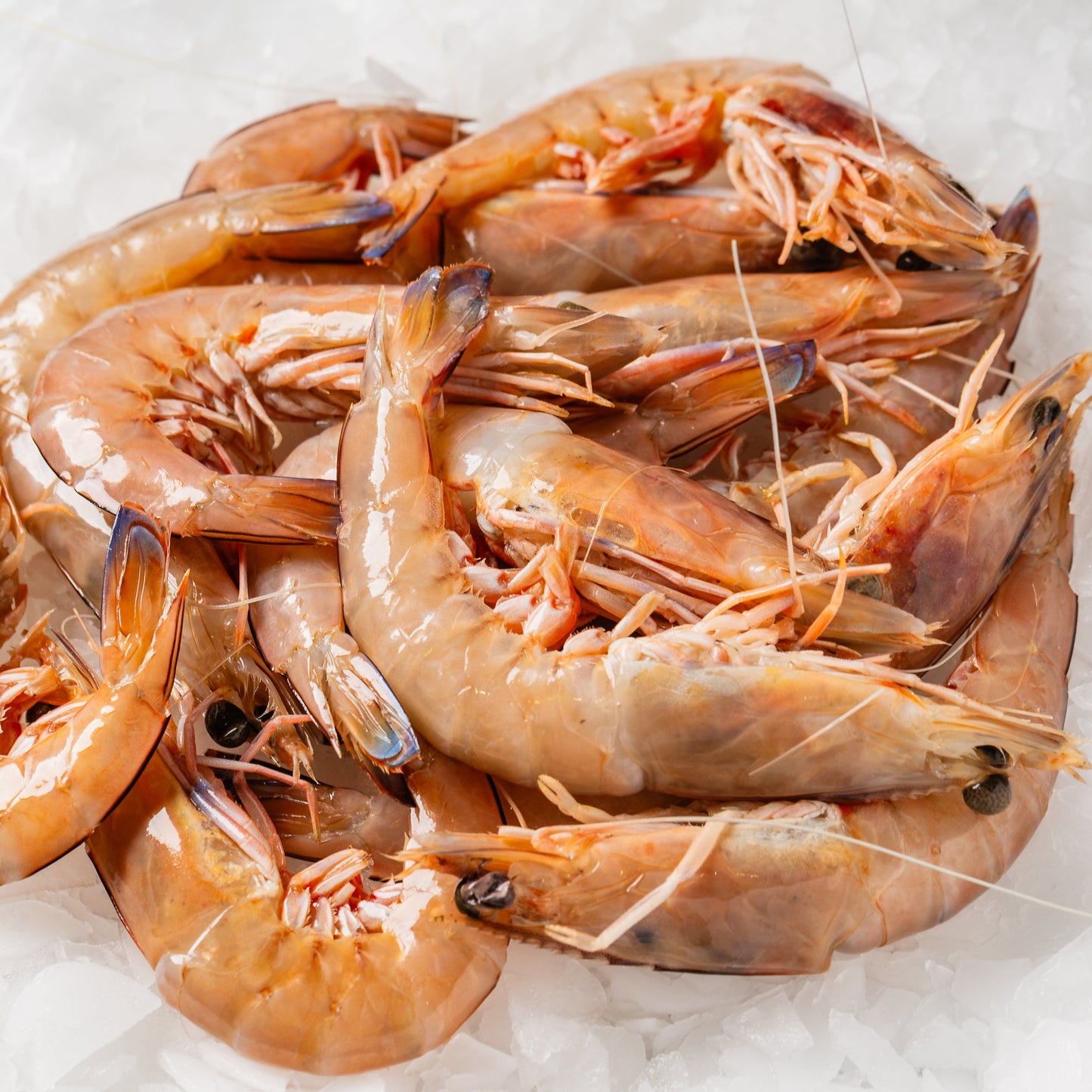 
                  
                    Tiger Prawns Raw - 500g
                  
                