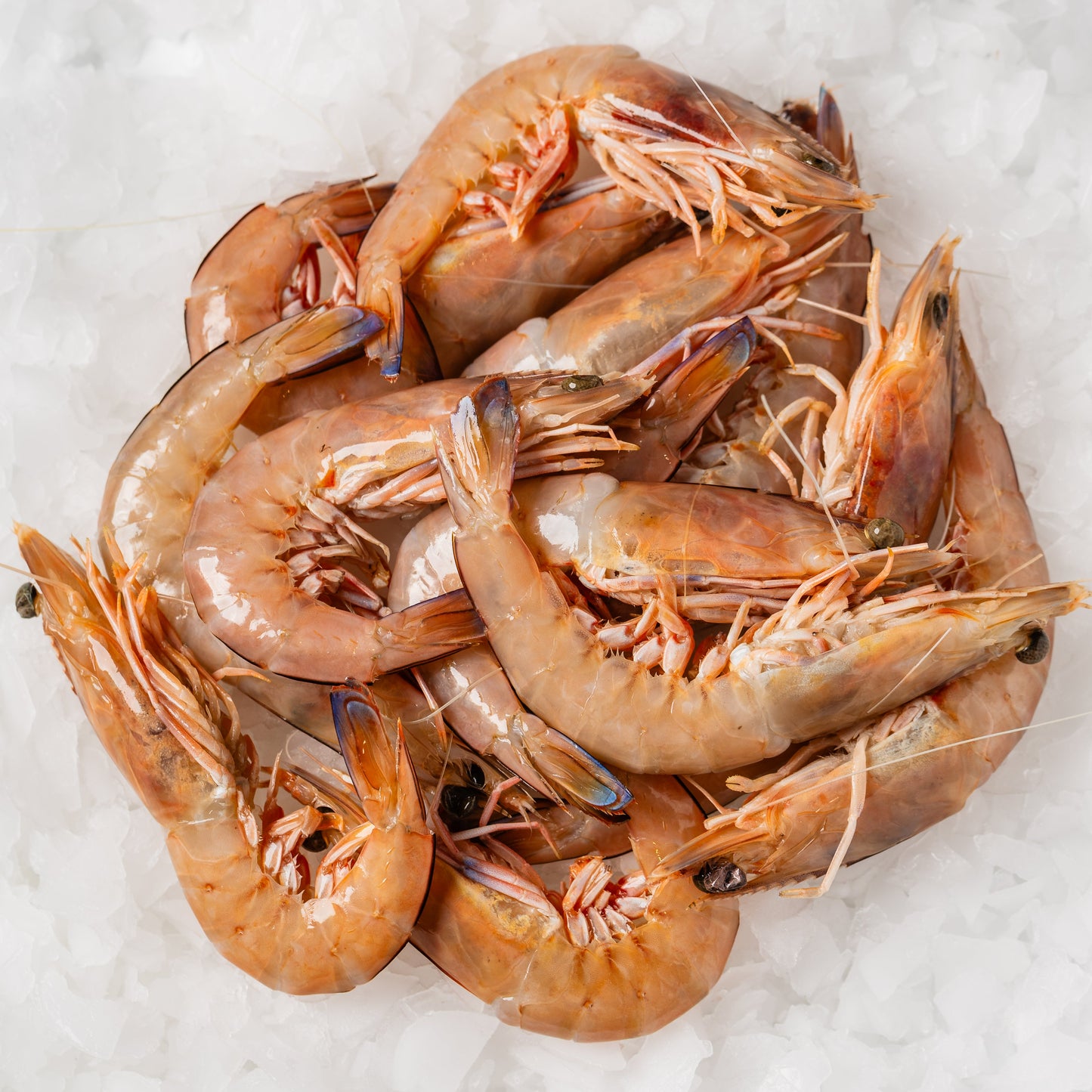 
                  
                    Tiger Prawns Raw - 500g
                  
                