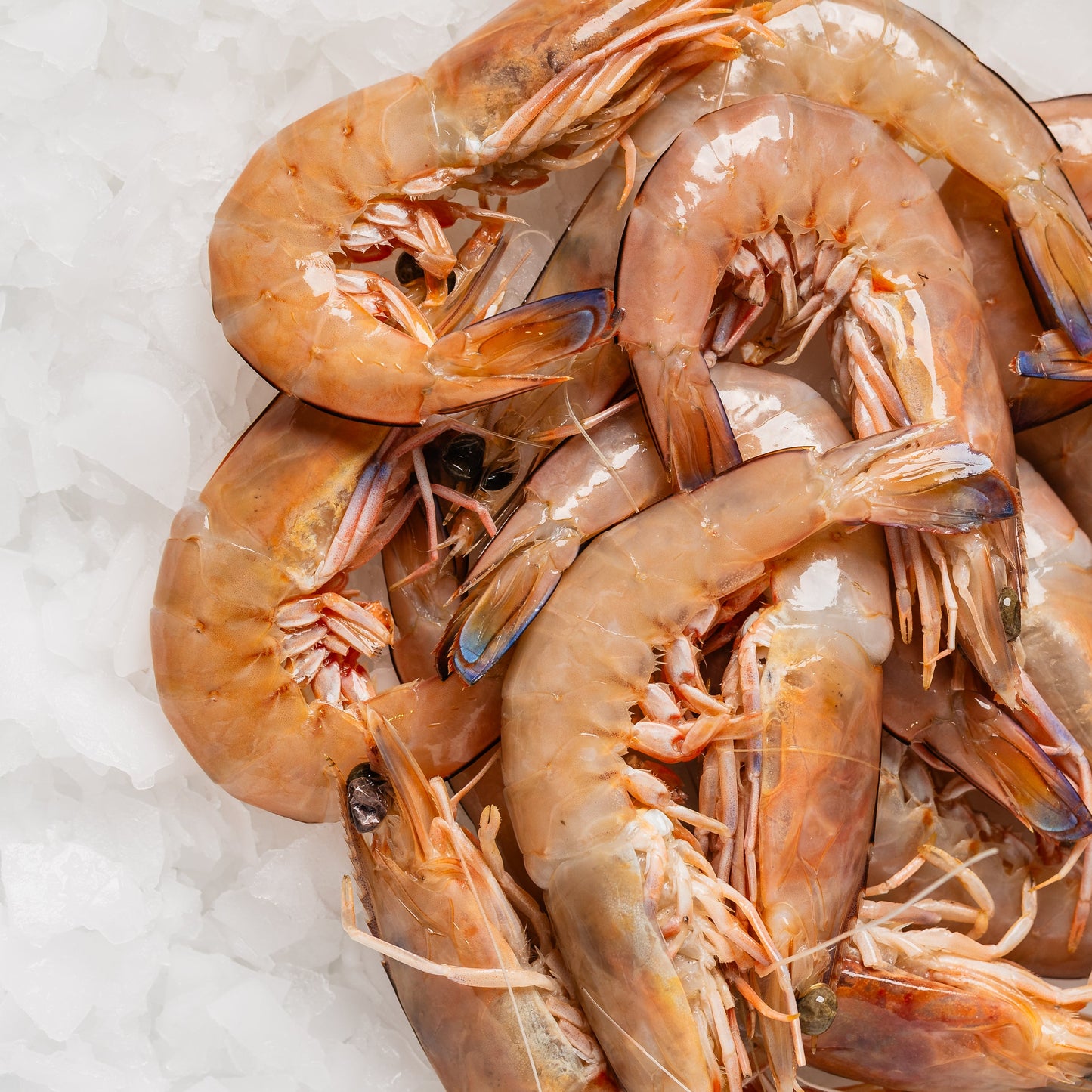
                  
                    Tiger Prawns Raw - 500g
                  
                