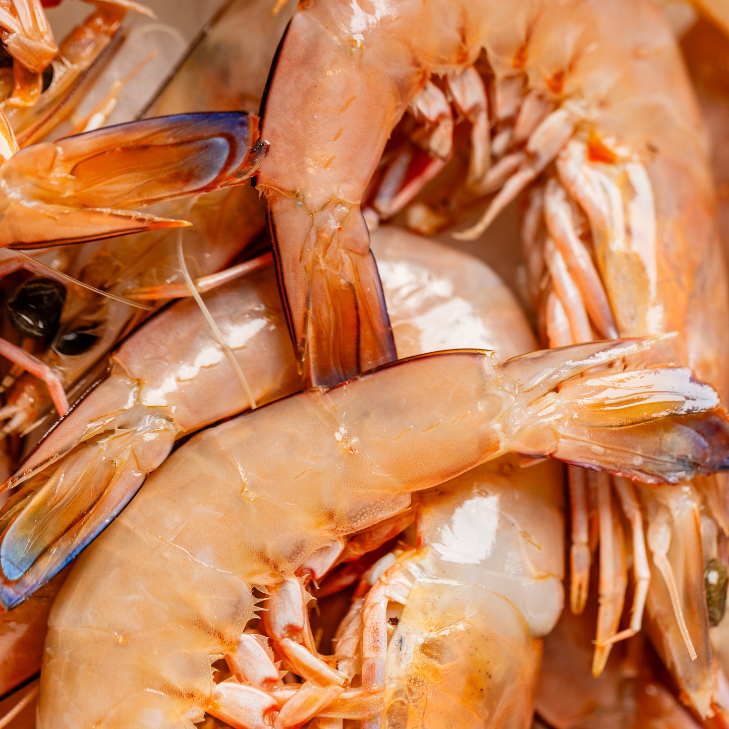 
                  
                    Tiger Prawns Raw - 500g
                  
                