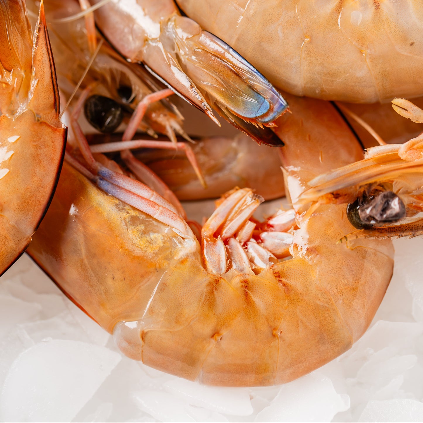 
                  
                    Tiger Prawns Raw - 500g
                  
                