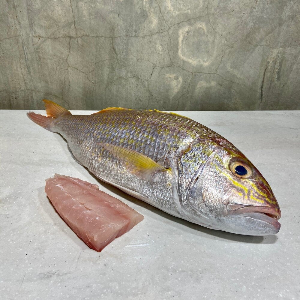Goldband Snapper Fillets – Kailis Bros Leederville